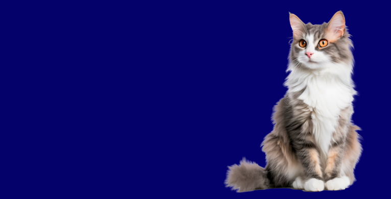 section_gatos